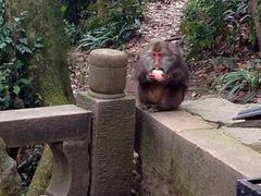 -峨嵋山金顶