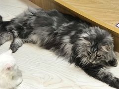 -猫和宫(六道口店)