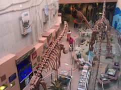 -陕西自然博物馆