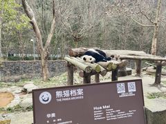 -都江堰中华大熊猫苑