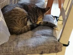 -海边的猫和咖啡馆
