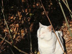 -崂山九水游览区