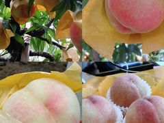 -老袁家蜜桃农场·阳山水蜜桃