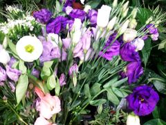 -沪花拾者(好再来花卉鲜花店)