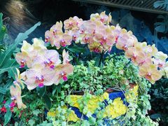 -花之城