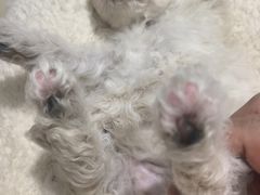 -心仪动物医院·牙专科·肿瘤·心脏科(西客站院)