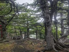 -富士山吉田線五合目