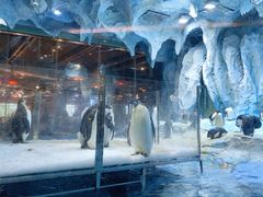 -帝企鹅自助餐厅•儿童岛•真企鹅(长隆企鹅酒店)