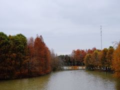 -上海海湾国家森林公园