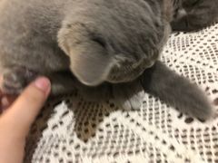 -猫友咖啡店(玉林西路店)