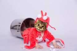 点击看大图 -拾光年华摄影馆(菱角湖公园店)