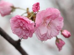 -天适樱花悠乐园