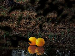 -长广溪湿地公园