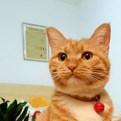 -飛凡TATTOO纹身•原创