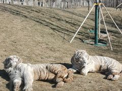 -北京野生动物园