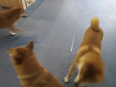 -柴源莊·柴小宠柴犬咖啡