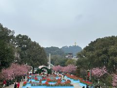 -南山植物园