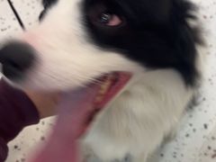 -瑞派康怡24h宠物医院·犬猫医疗中心·微创绝育(瑞景分院)