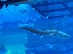 -迪拜水族馆及水下动物园