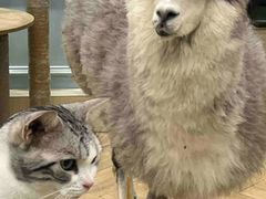 -安格丽娜·狗咖·猫咖羊驼咖(春熙路百盛商场店)