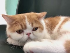 -飞行喵MR PILOT|猫舍·猫咖(静安大融城店)