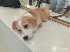 -共舞时光猫咖·狗咖(新街口店)