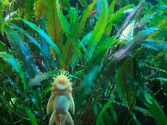 -上海海洋水族馆