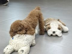 -宠福鑫康馨动物医院·骨科·眼科