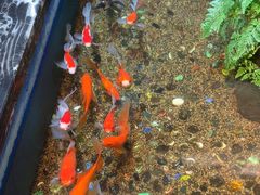 -隐炉和牛烧肉店(群力店)