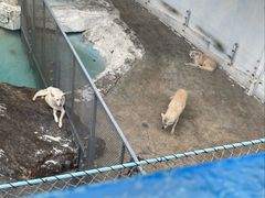 -大连森林动物园