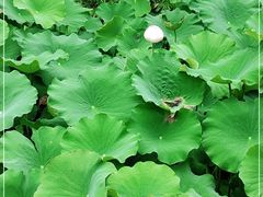 -桂湖森林公园