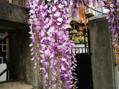 -上海鲁迅故居
