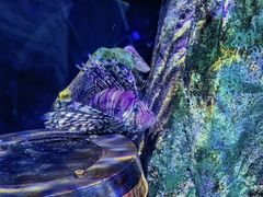 -悉尼海洋生物水族馆