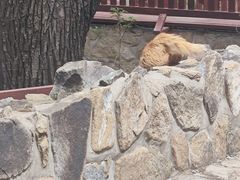 -北京西山国家森林公园