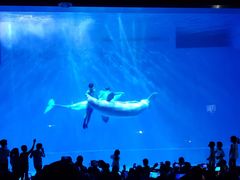 -芜湖新华联大白鲸海洋公园