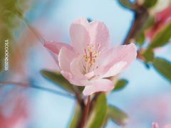 -洛阳市隋唐城遗址植物园