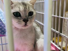 -藏猫猫咖啡主题馆(中央大道店)