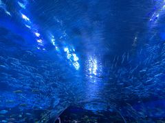 -海合安成都极地海洋公园