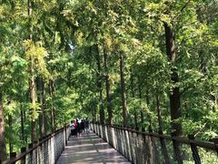 -黄海国家森林公园