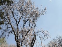 -桃花堤公园