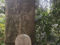 -成都市活水公园