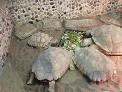 -上海大自然野生昆虫馆(东方明珠·爬宠昆虫探索中心)