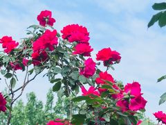 -金科花卉市场