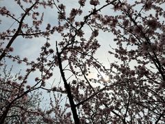 -桃花堤公园