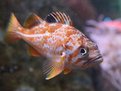 -西雅图水族馆