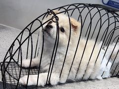 -伟伟宠物医院·CT影像中心·瑞派犬猫综合性门诊(汉口总院)