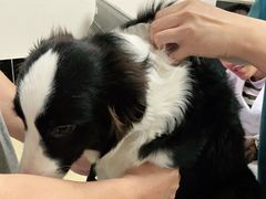 -安安宠医·安宠宠物医院