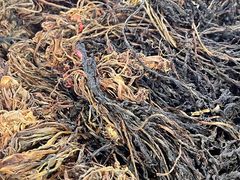 -涵家味土菜馆·徽州一绝臭鳜鱼(三河古镇店)