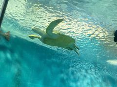 -上海海洋水族馆