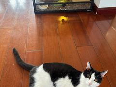 -中农国际动物医院24小时·猫科·骨科·急重症中心